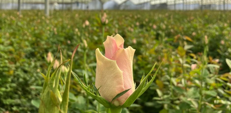 Roos in een kas in Kenia