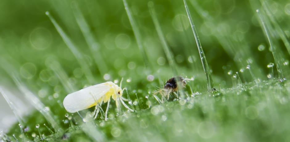 Whitefly (left) and spider mite (right) on leaf with trichomes.