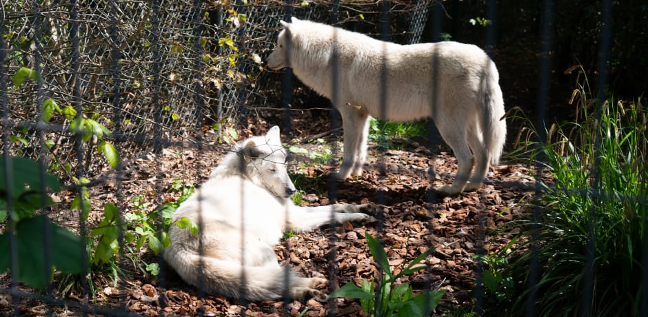 Wolves in Artis