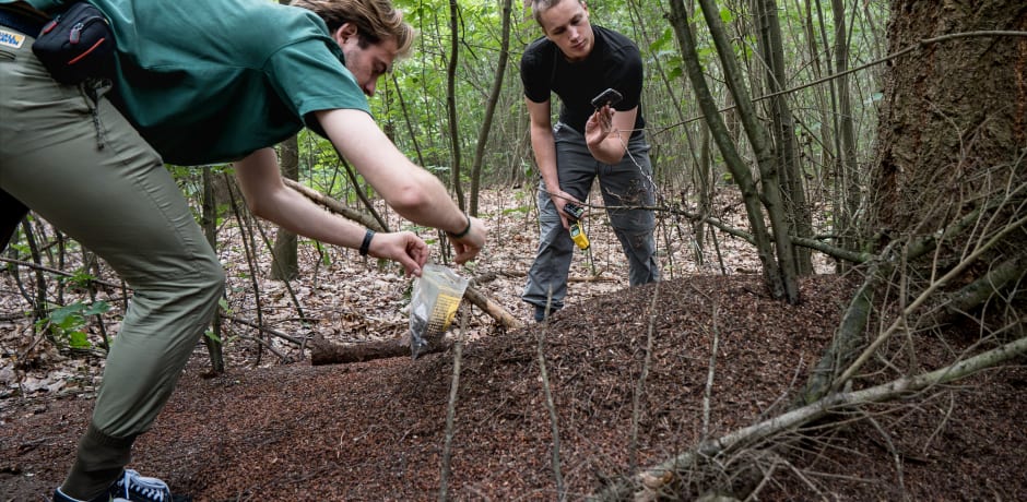 Studenten Jim Zonneveld (rechts) en Mattis Steenweg (links) verzamelen monsters en meten de temperatuur van een mierenhoop