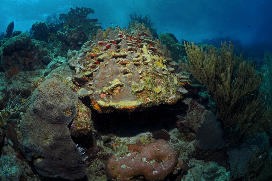 Een opening naar een zogenoemd cryptic reef, dat als het ware verborgen is onder een open koraalrif zoals op de foto boven