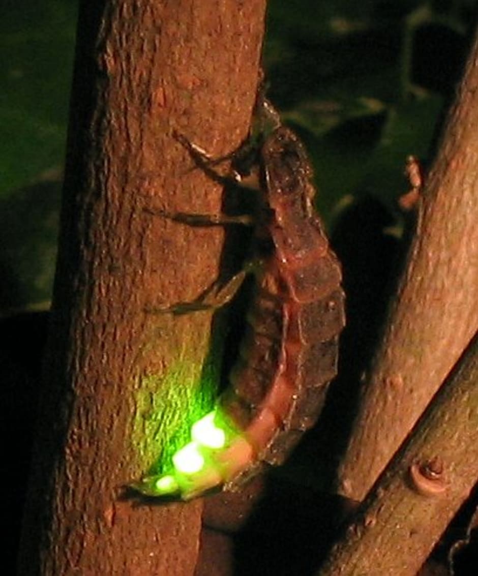 Glimworm (lampyris noctiluca)