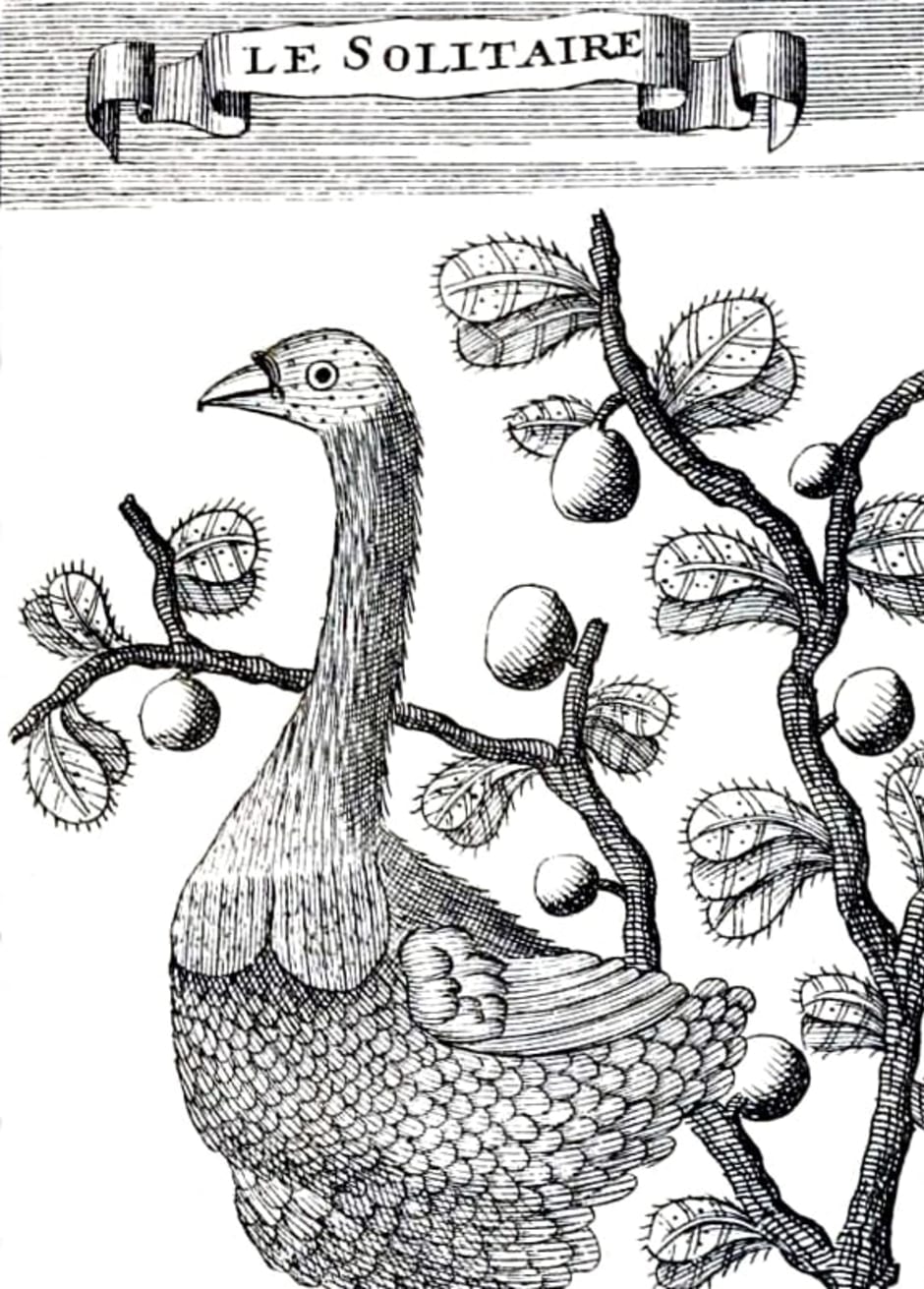 Illustratie van de reuzenduif uit het reisverslag (1708) van natuurwetenschapper Fran&ccedil;ois Leguat.