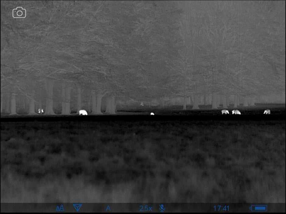 Zwijnen bij het Veluwse bos met warmtecamera gespot