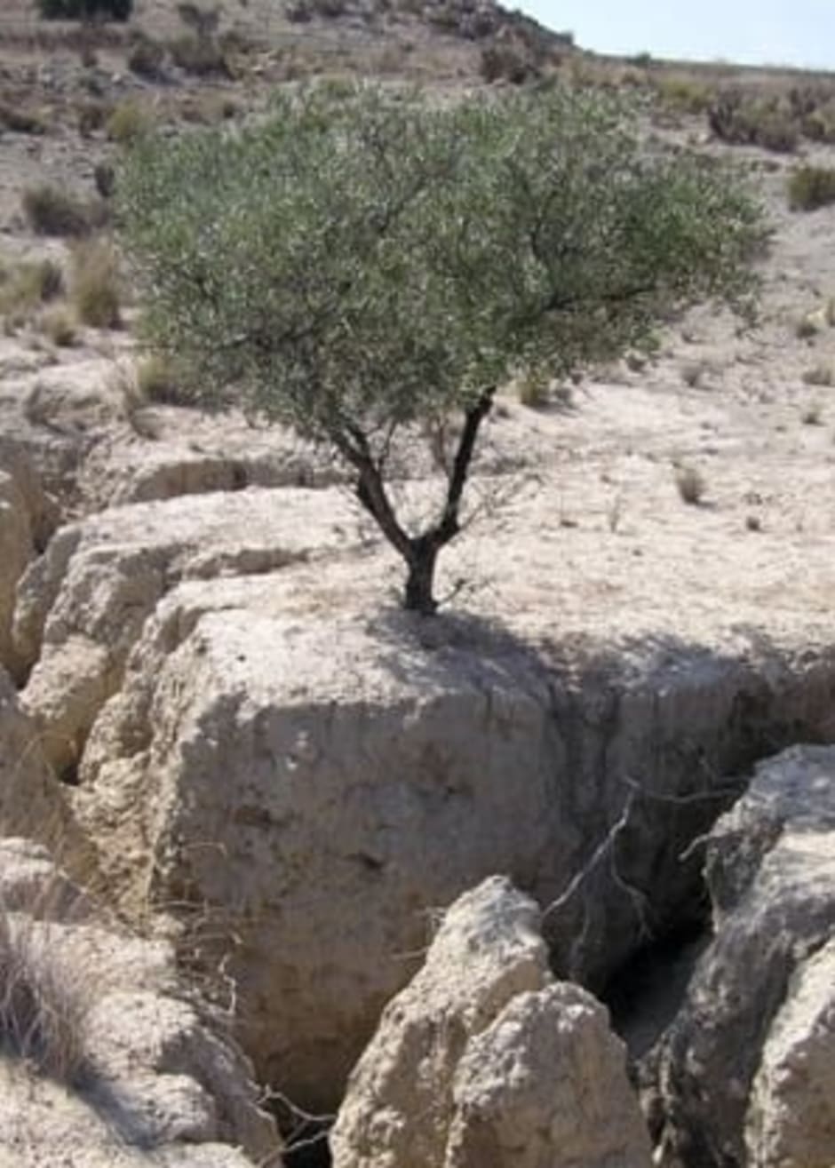 Een olijfboom in een verwoestijnd gebied in Spanje