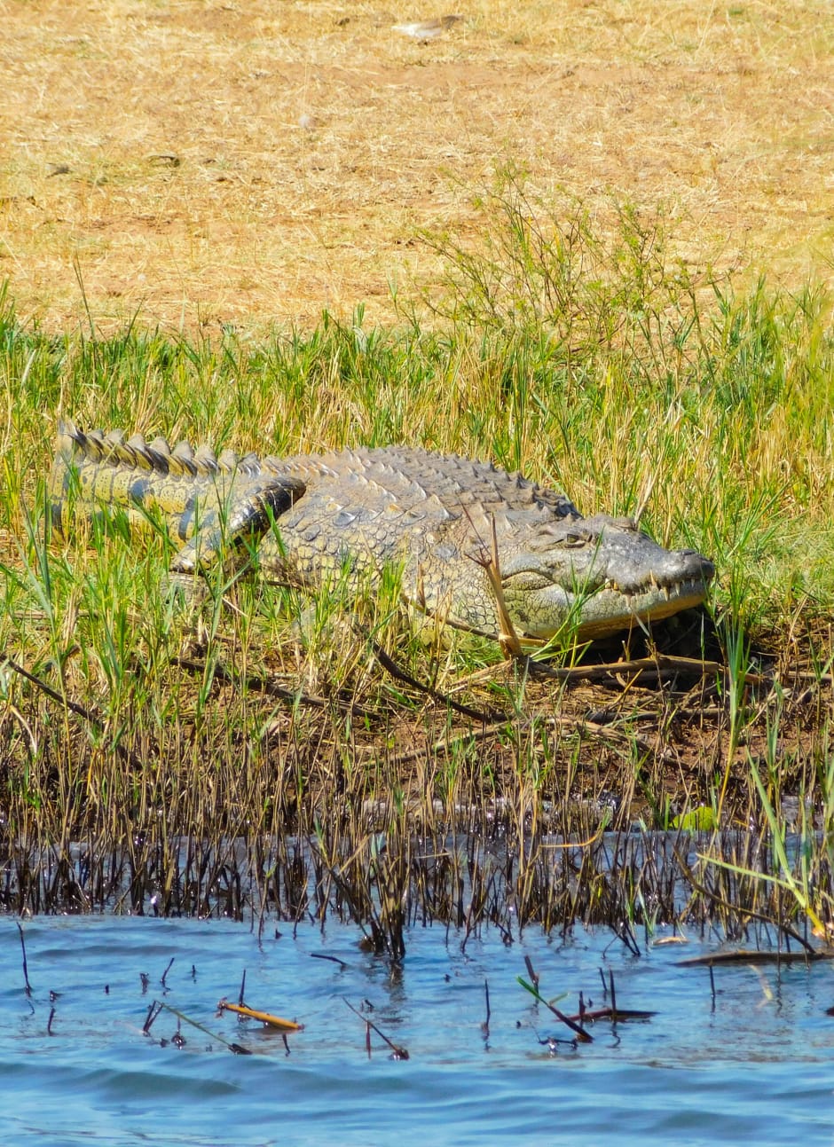 Een alligator in een Rwandees park van African Parks