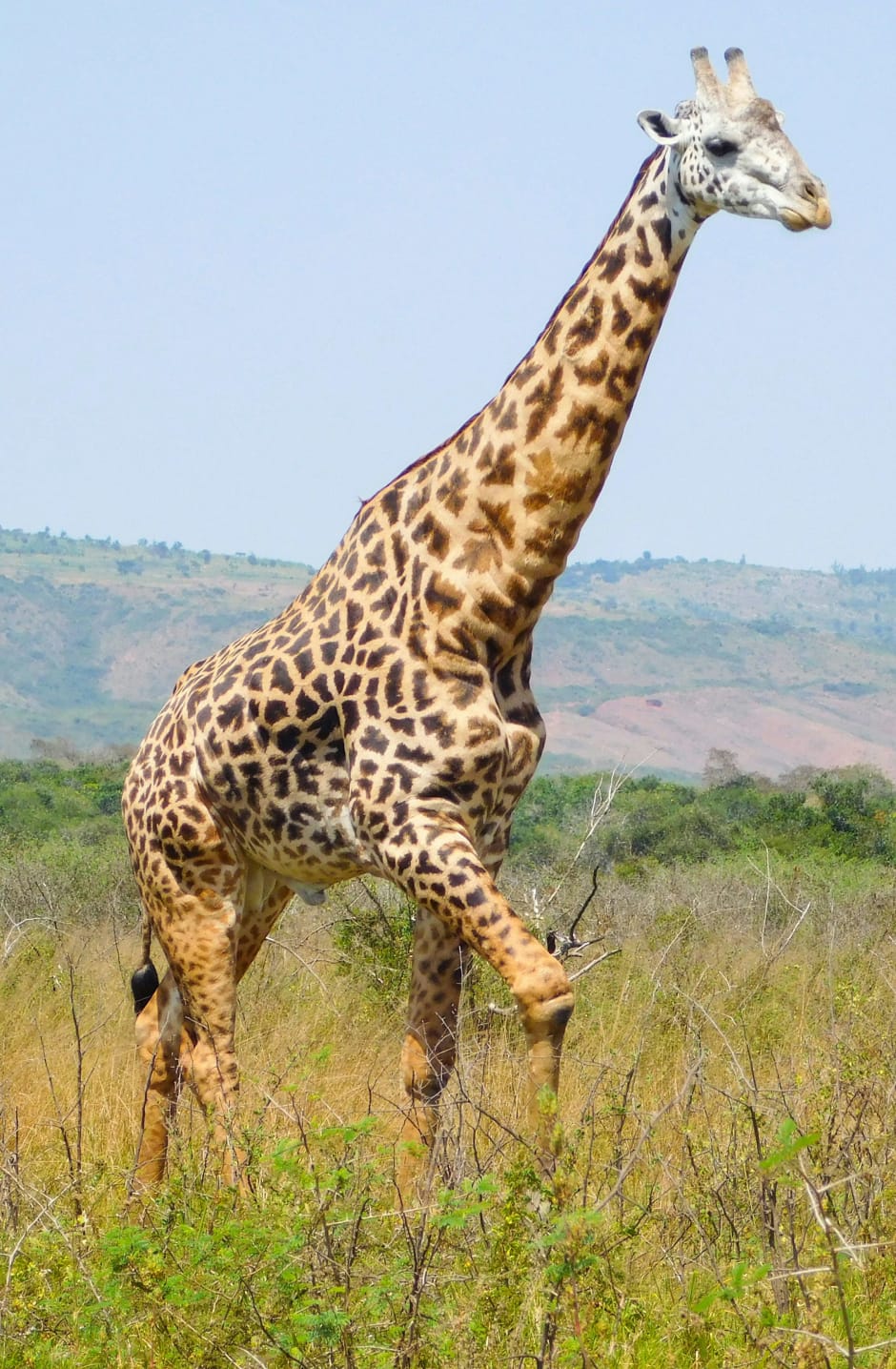 Een giraffe in Akagari, Rwanda van African Parks