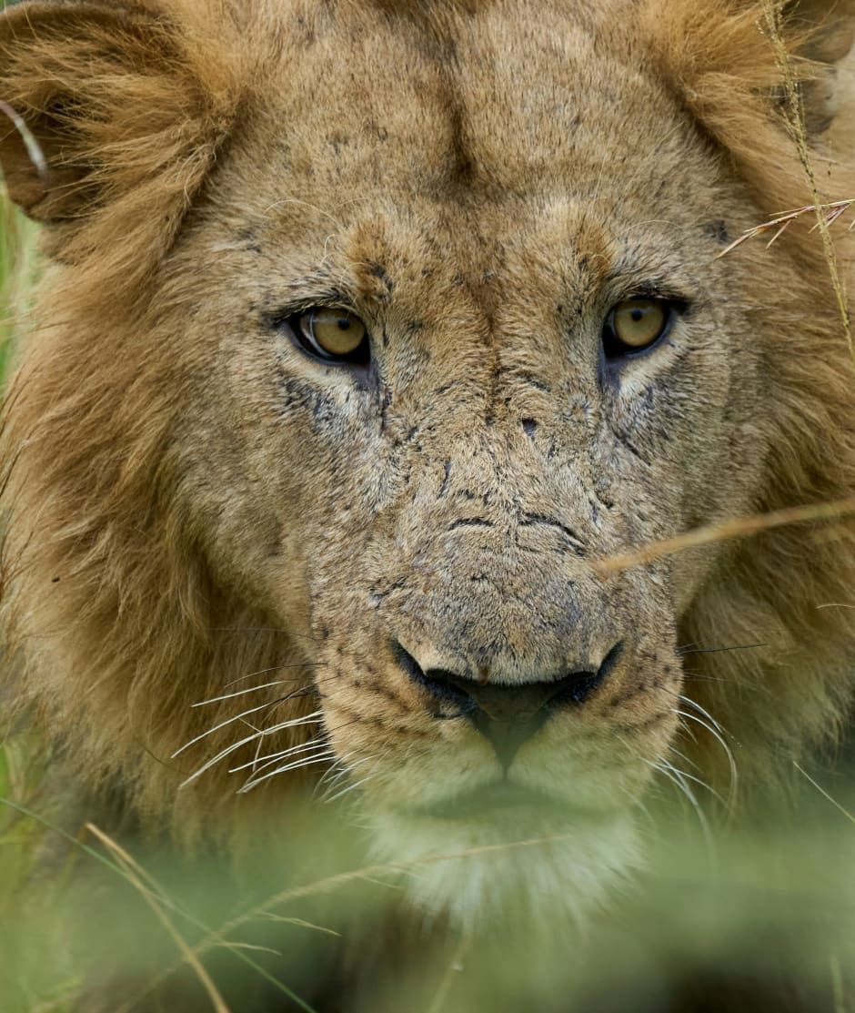 Leeuw in Kafue, Zambia van African Parks