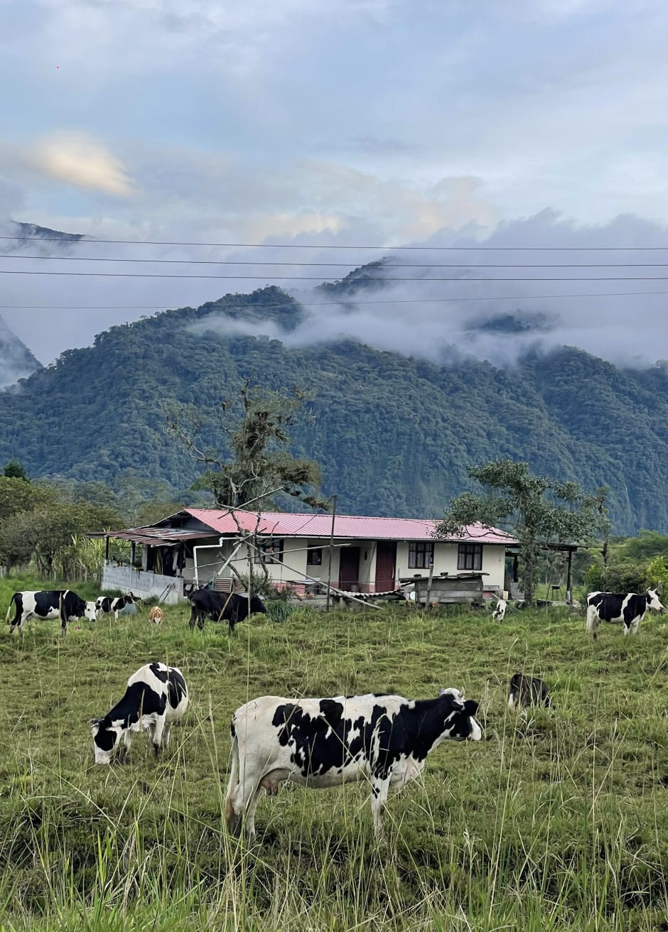 Grazende koeien in San Francisco de Borja, Ecuador