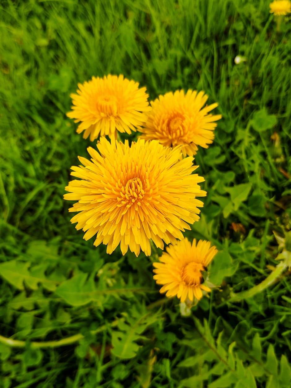 Dandelions satisfy hunger, but aren&rsquo;t particularly nutritious