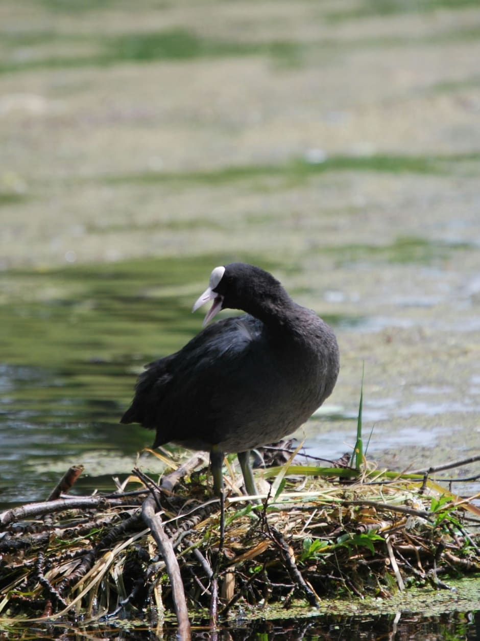 &ldquo;When does the coot think: &ldquo;Shit, we need to keep our distance.&rdquo;