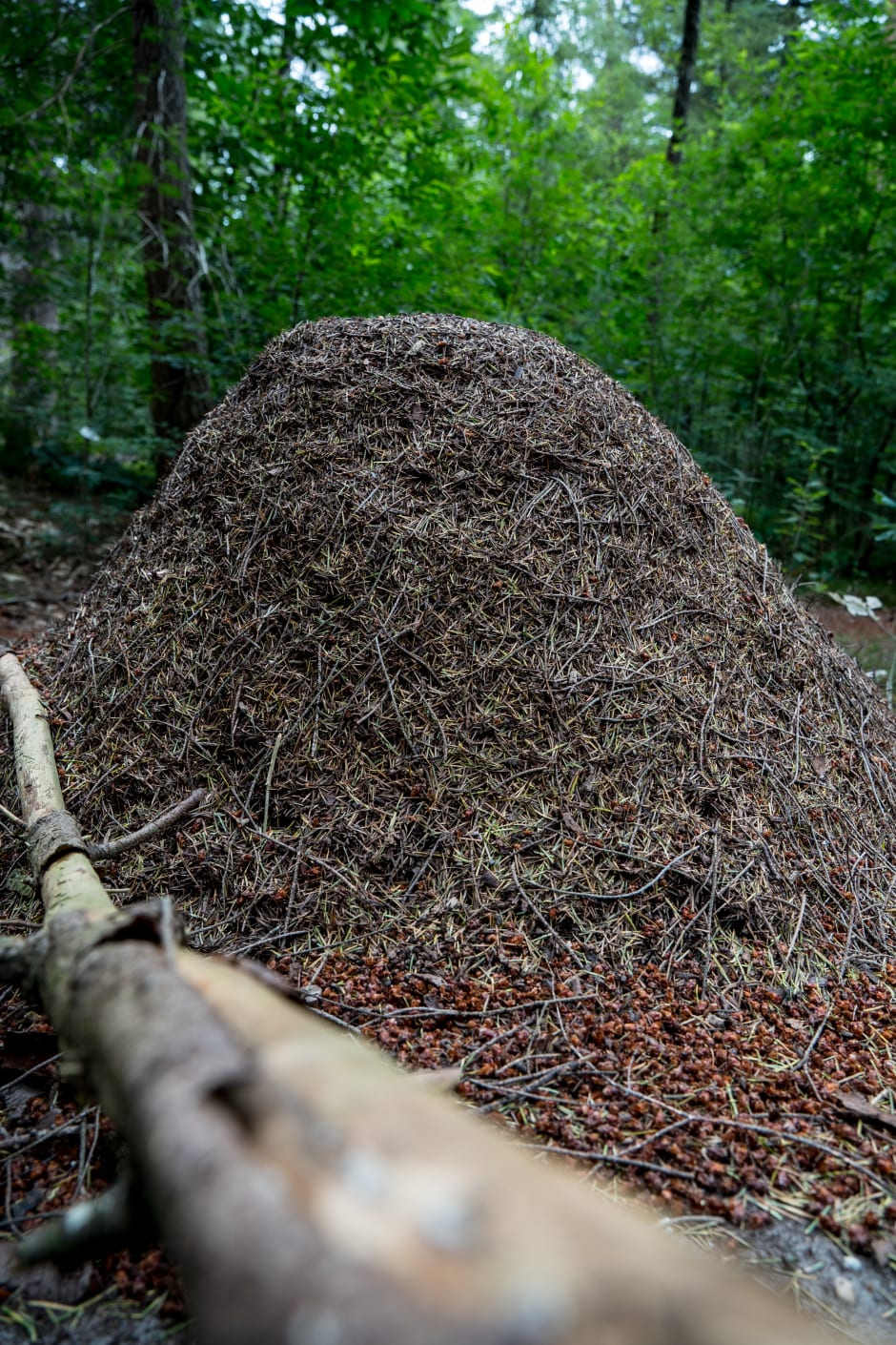 Mierenhoop in het bos van de Wageningse berg.