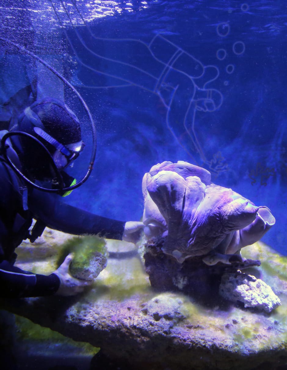 Duikers plaatsen de eerste stukken koraal in het nieuwe Artis aquarium.
