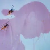 thumbnail image for Ichiko Aoba