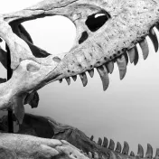 thumbnail image for National Geographic Live