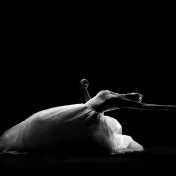 thumbnail image for Ballet Hispanico