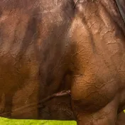 thumbnail image for Churchill Downs Senior Day