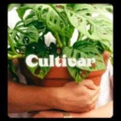 Cultivar - EP