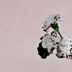 Who Do We Think We Are