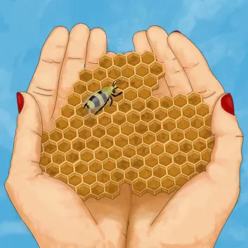 How Much is the Song Honeycomb by Mackenzy Mackay Worth? Royalty & Value Breakdown