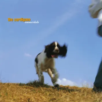 How Much is the Song In The Afternoon by The Cardigans Worth? Royalty & Value Breakdown