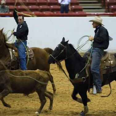 Picture of Wild Horses Professional Rodeo