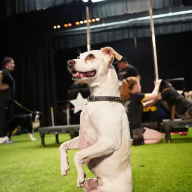 Picture of The Canine Stars Stunt Dog Show