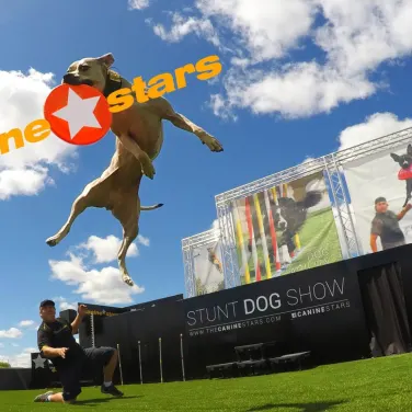 Picture of The Canine Star Stunt Dog Show