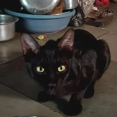 Picture of Black Cat