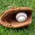 Delmarva Shorebirds