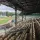 Rickwood Field