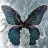 Nymph_o