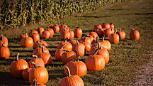 10 Fall-tastic Date Ideas
