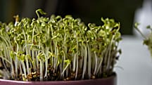 The Best Practices to Growing Food Indoors