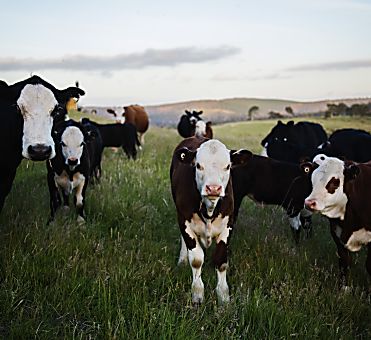 What Is It With the Grass-Fed Beef Obsession?