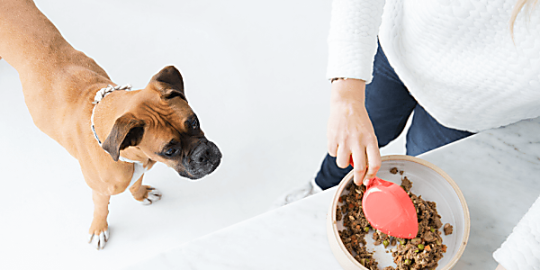 Ollie Dog Food: Real Dog Food With Real Love