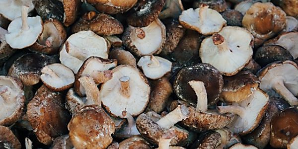 Vegan Mushroom Protein: The Future is Now