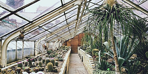 Security Cameras for the Greenhouse