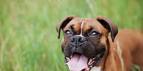 Wag! Walking Their Way into the Pet Care Industry