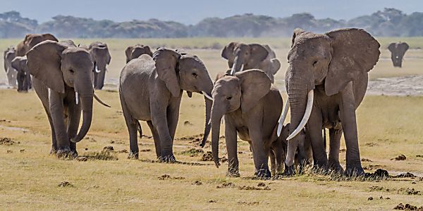 Saving the Elephants Starts with Your Pants