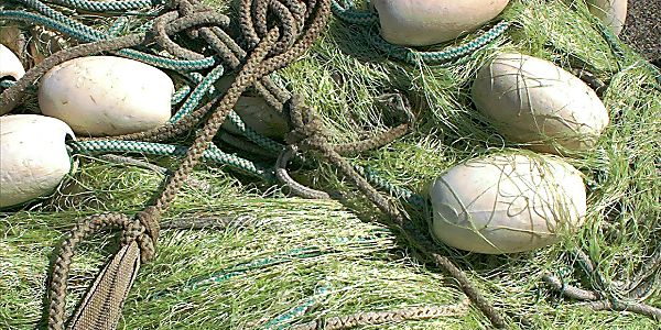 The Future of Sustainable Seafood is Finless