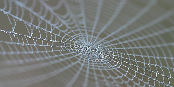 The Future of Fabric is Super-Strong Spider Silk