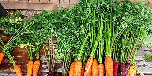 The Future of Farming Won't Depend on Land or Soil: This Nigerian Startup Shows Us How