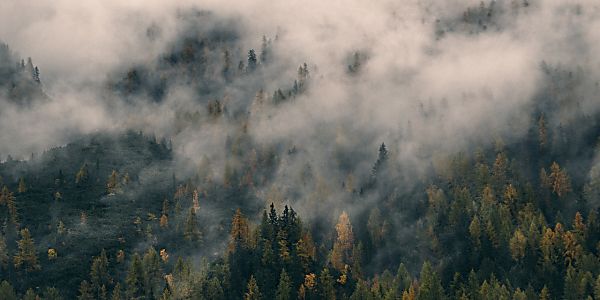 Has Deforestation Met Its Match?
