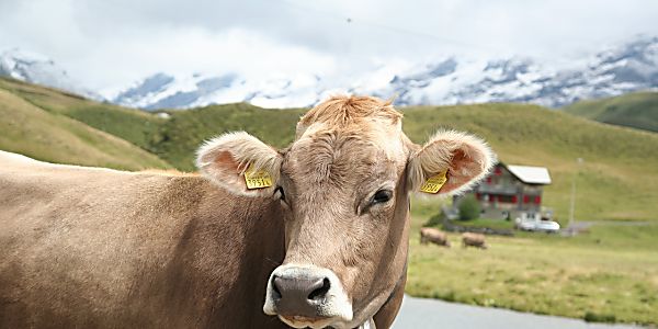 I Can't Believe it's Not Dairy