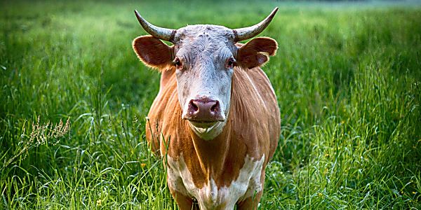Want Leather? Love Cows? Biofabrication Saves the Day