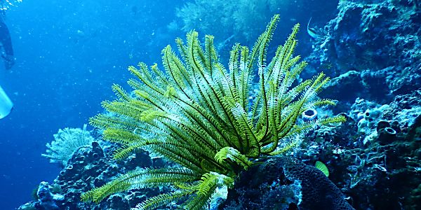 Coral Vita Wants to Save Coral Reefs