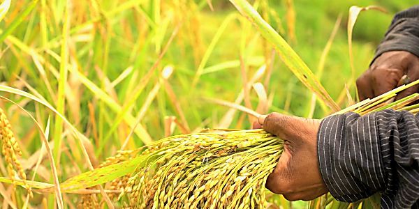 Meet the Crops of the Future