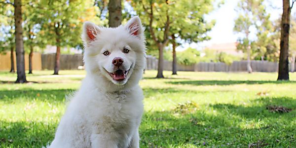 Sniffspot: An Airbnb for Dogs