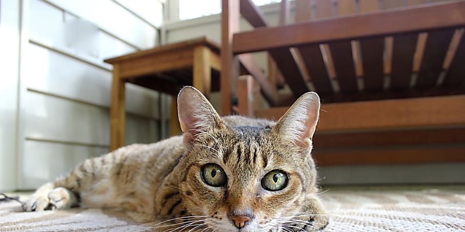 Cat Care is Done Right with Moggie